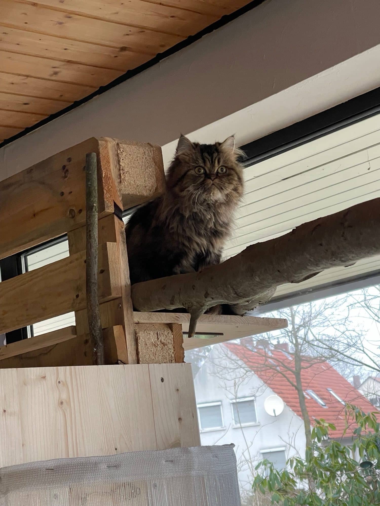Perserkatze auf einem Aussichtsbrett vor dem Fenster mit Blick über die Dächer