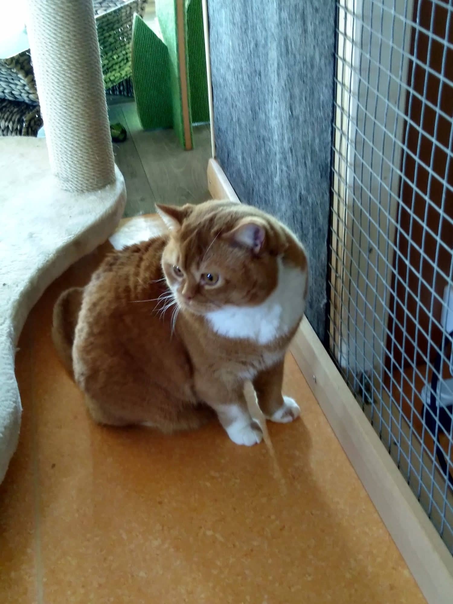Rot-weißer Kater am Gitter zum Außengehege auf dem Korkboden