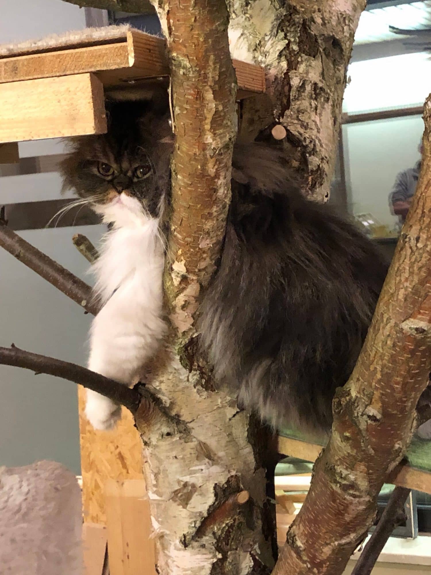 Perserkatze klettert im Kletterbaum aus echten Birkenstämmen