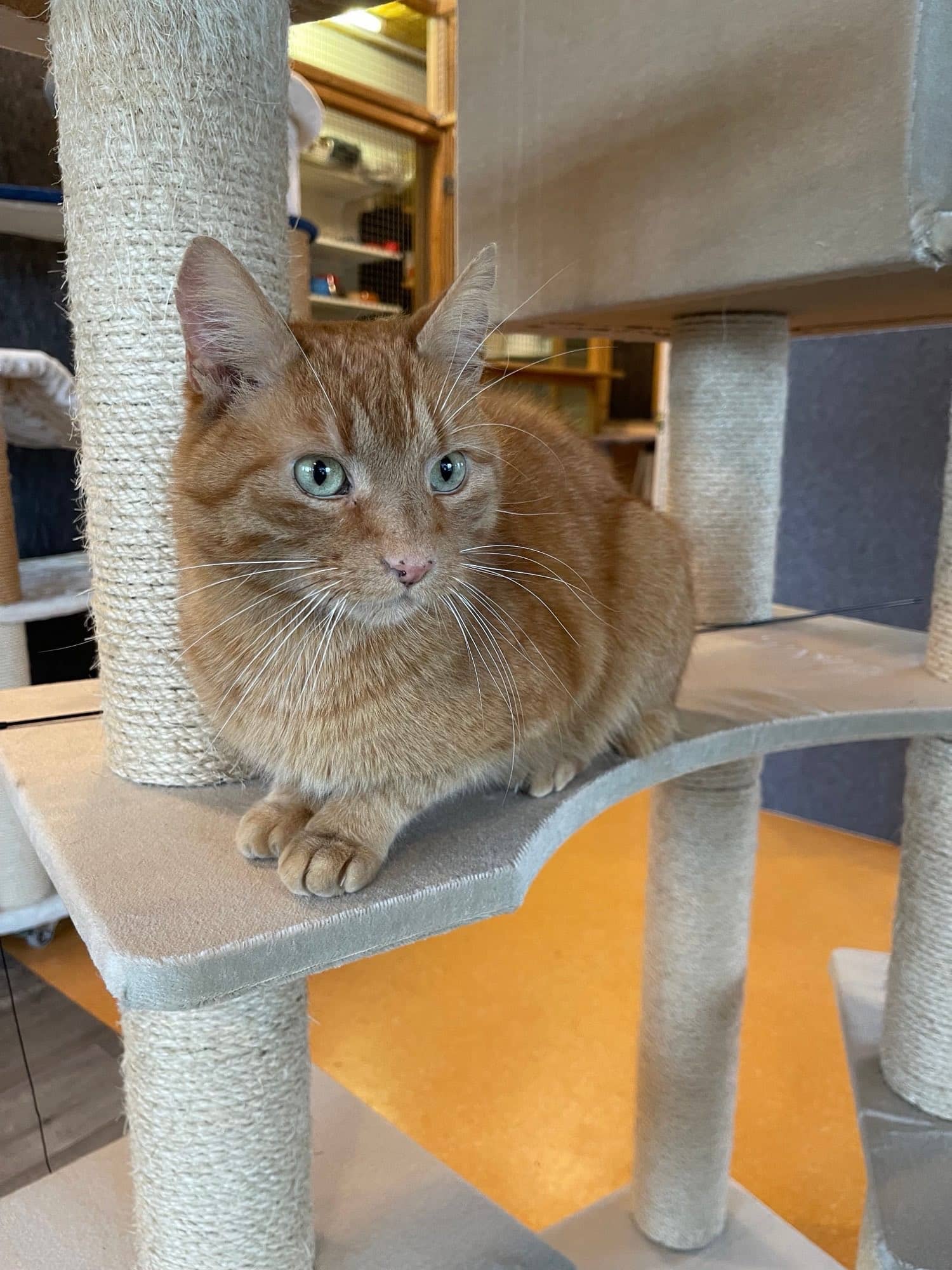 Roter Kater auf einer Kratzbaum-Etage, den Blick direkt in die Kamera gerichtet