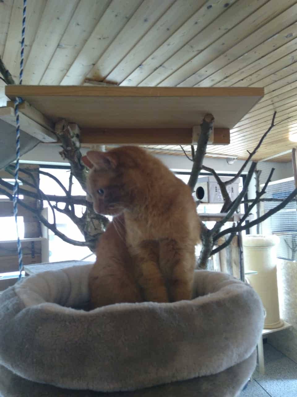 Roter Kater im Kuschelkörbchen unter einem Hängebrett