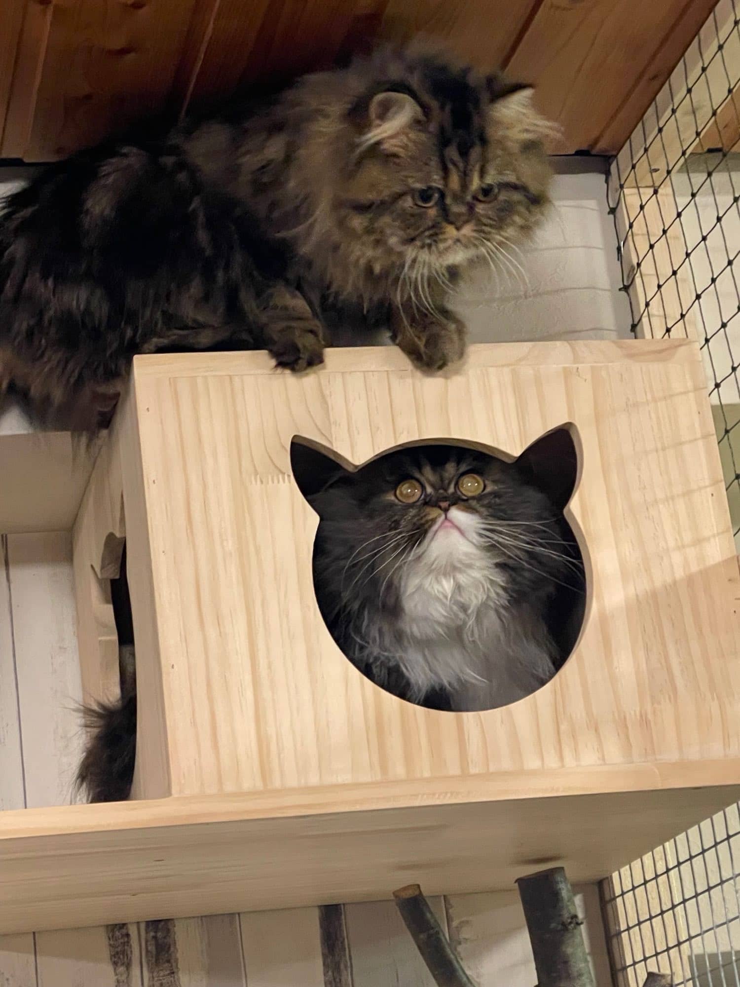 Zwei Perserkatzen an einer Holzkiste mit ausgesägtem Katzenkopf als Durchgang