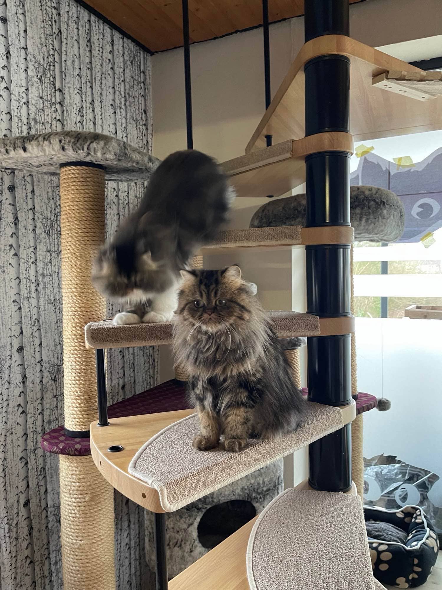 Zwei Perserkatzen auf einem hohen Kratzbaum, eine davon in Bewegung