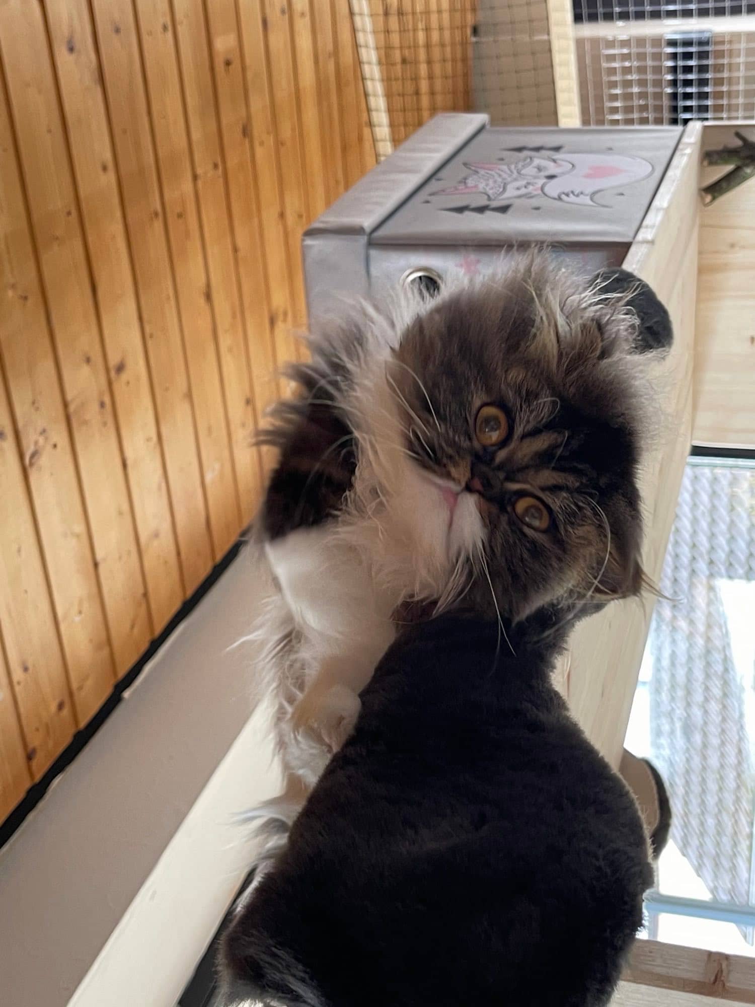 Zwei Perserkatzen auf einem Wandbrett unter der Holzdecke
